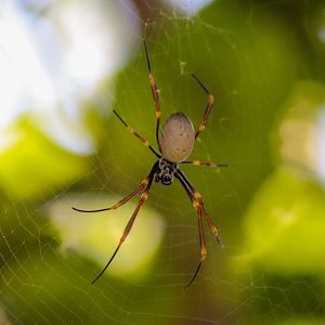 Humped Golden Orb-weaver (Nephila plumipes)