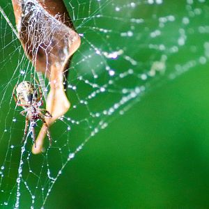 Leaf-curling Spider (Phonognatha graeffei)