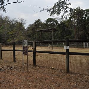 Giraffe enclosure