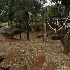 Gorilla enclosure