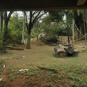 Gorilla enclosure