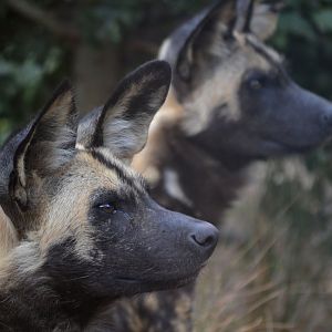 African Hunting Dog - September 2016