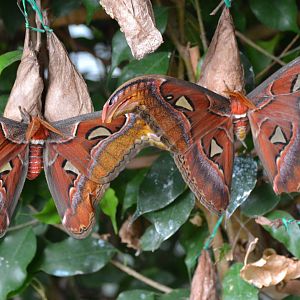 Atlas Moth - September 2016
