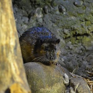 Australian Water Rat - September 2016