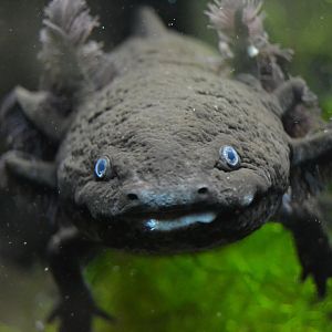 Axolotl - September 2016