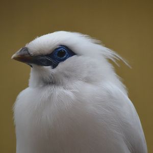 Bali Starling - September 2016