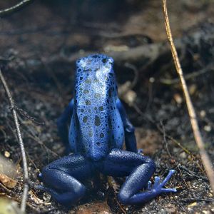 Blue Poison Dart Frog - September 2016