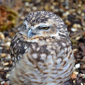 Burrowing Owl - September 2016