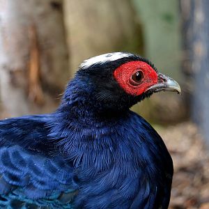 Edward's Pheasant - September 2016