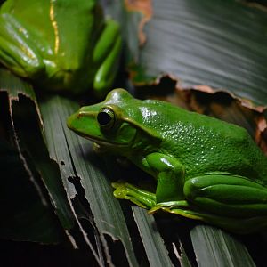 Feae's Flying Frog - September 2016