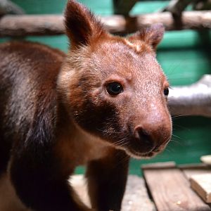 Goodfellow's Tree Kangaroo - September 2016