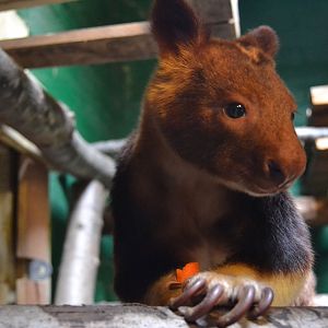 Goodfellow's Tree Kangaroo - September 2016