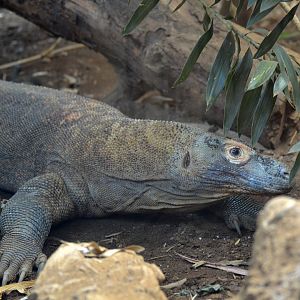 Komodo Dragon - September 2016