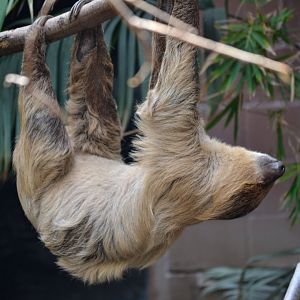 Linne's Two Toed Sloth - September 2016
