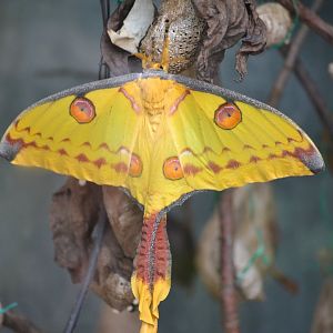 Madagascan Comet Moth - September 2016