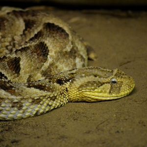Puff Adder - September 2016