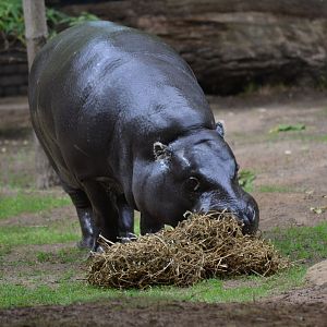 Pygmy Hippopotamus - September 2016