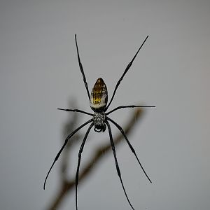 Red Legged Golden Orb Web Spider - September 2016