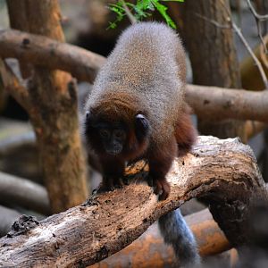 Red Titi Monkey - September 2016