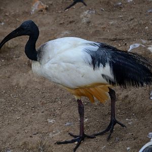 Sacred Ibis - September 2016