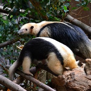 Southern Tamandua - September 2016