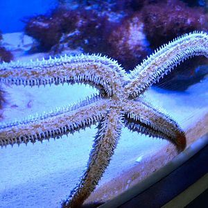 Spiny Starfish - September 2016