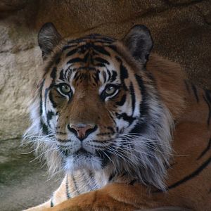 Sumatran Tiger - September 2016