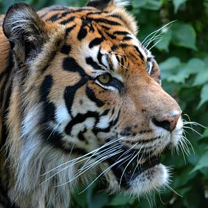 Sumatran Tiger - September 2016