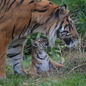 Sumatran Tiger - September 2016
