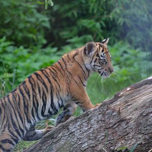 Sumatran Tiger - September 2016