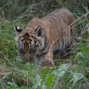 Sumatran Tiger - September 2016