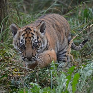 Sumatran Tiger - September 2016