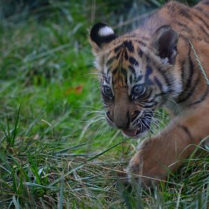 Sumatran Tiger - September 2016