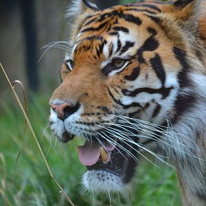 Sumatran Tiger - September 2016