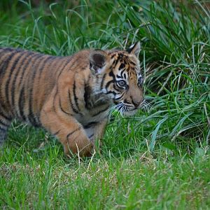 Sumatran Tiger - September 2016