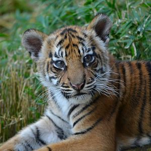 Sumatran Tiger - September 2016