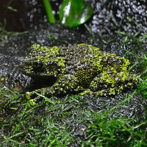 Vietnamese Mossy Frog - September 2016