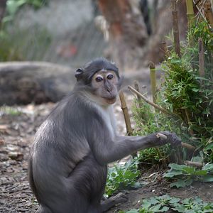 White Naped Mangabey  - September 2016
