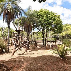Chimpanzee monkey pit