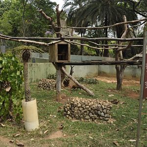 Porcupines, tamandua and aguti enclosure