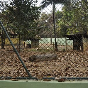 Collared peccary enclosure
