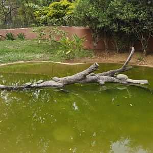 Broad nosed caiman pound