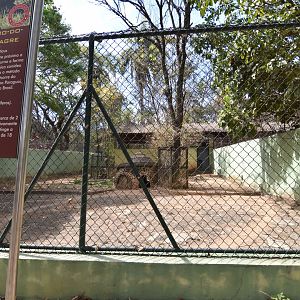 Bush dogs enclosure