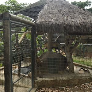 Iguana aviary