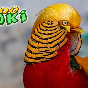Golden pheasant (Chrysolophus pictus)