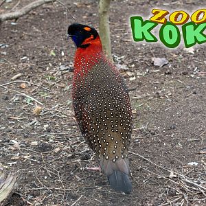 Satyr tragopan (Tragopan satyra)