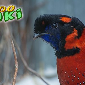 Satyr tragopan (Tragopan satyra)