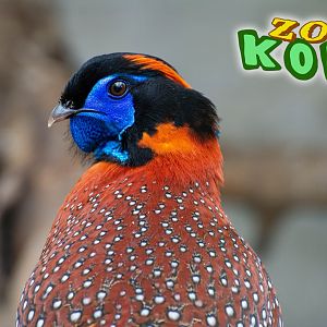 Temmick tragopan (Tragopan temminki)