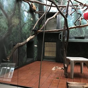 March 1,2020- Rare Animal Conservation Center- Blue-eyed black lemur