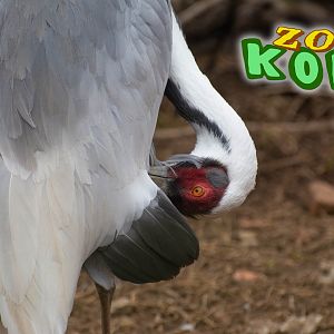 White-naped crane (Antigone vipio)